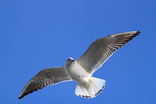 天津海鸥爆料视频,一场惊心动魄的幕后故事  第2张